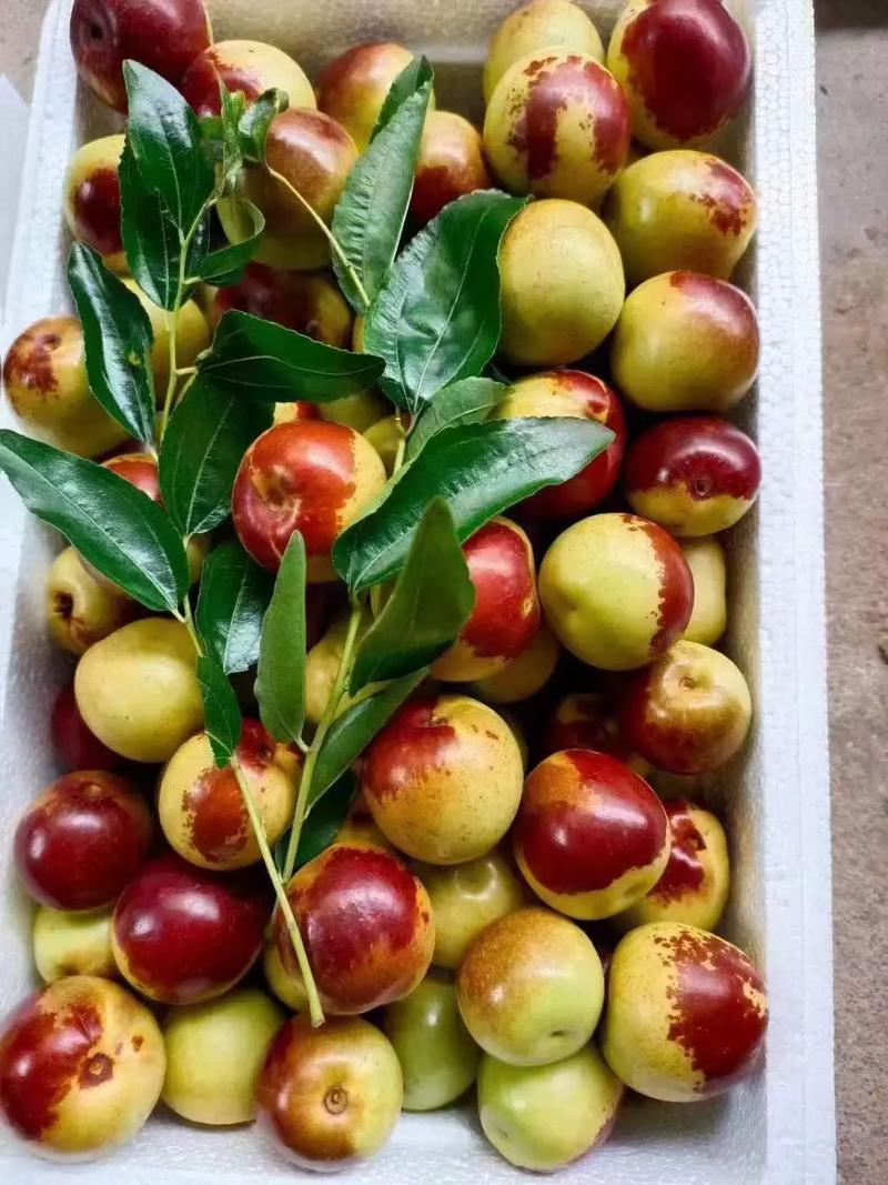 黃驊冬棗 自然饋贈，甜美健康，等您下單